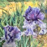 “Violet Irises” -Pastel-available through Artist