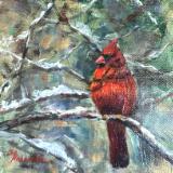 Male cardinal in snowy pines (sold)